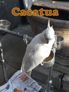 cacatua